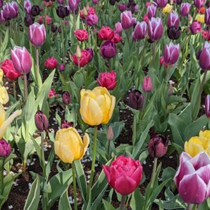 bunga-bunga tulip di Taman Tulip Britzer Garten, Berlin