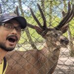 Melihat Rusa dan Babi Hutan di Spandauer Forst, Berlin, Jerman