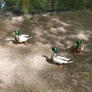 bebek mallard berkeliaran di Spandauer Forst