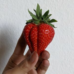 stroberi Karl's berukuran besar