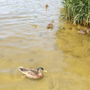 bebek mallard di Pantai Lieper Bucht