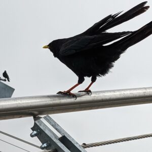 burung beterbangan di Zugspitze