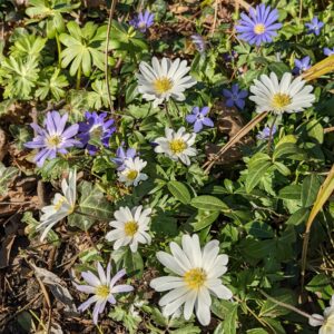 bunga aster liar mekar di taman bunga aster liar mekar di taman