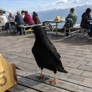 burung jalak Alpen (Pyrrhocorax graculus) di restoran Seegrube
