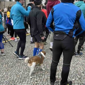 anjing peserta Berliner Neujahrsauf 2024