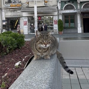 kucing tabby yang pertama saya jumpai di Istanbul kucing tabby yang pertama saya jumpai di Istanbul
