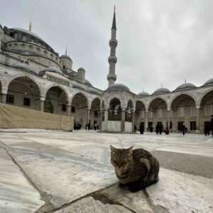 kucing di halaman Masjid Sultanahmed (Blue Mosque) kucing di halaman Masjid Sultanahmed (Blue Mosque)