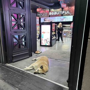 anjing penguasa Taksim tertidur di depan pintu masuk toko anjing penguasa Taksim tertidur di depan pintu masuk toko